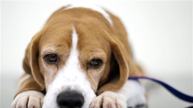 Uno the Beagle